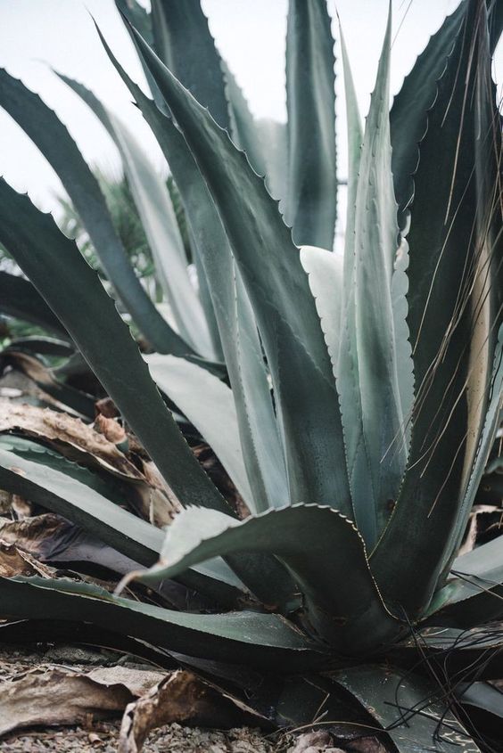 The Surprising Health Benefits of Tequila: Why It Might Be the Healthi |  Saltist
