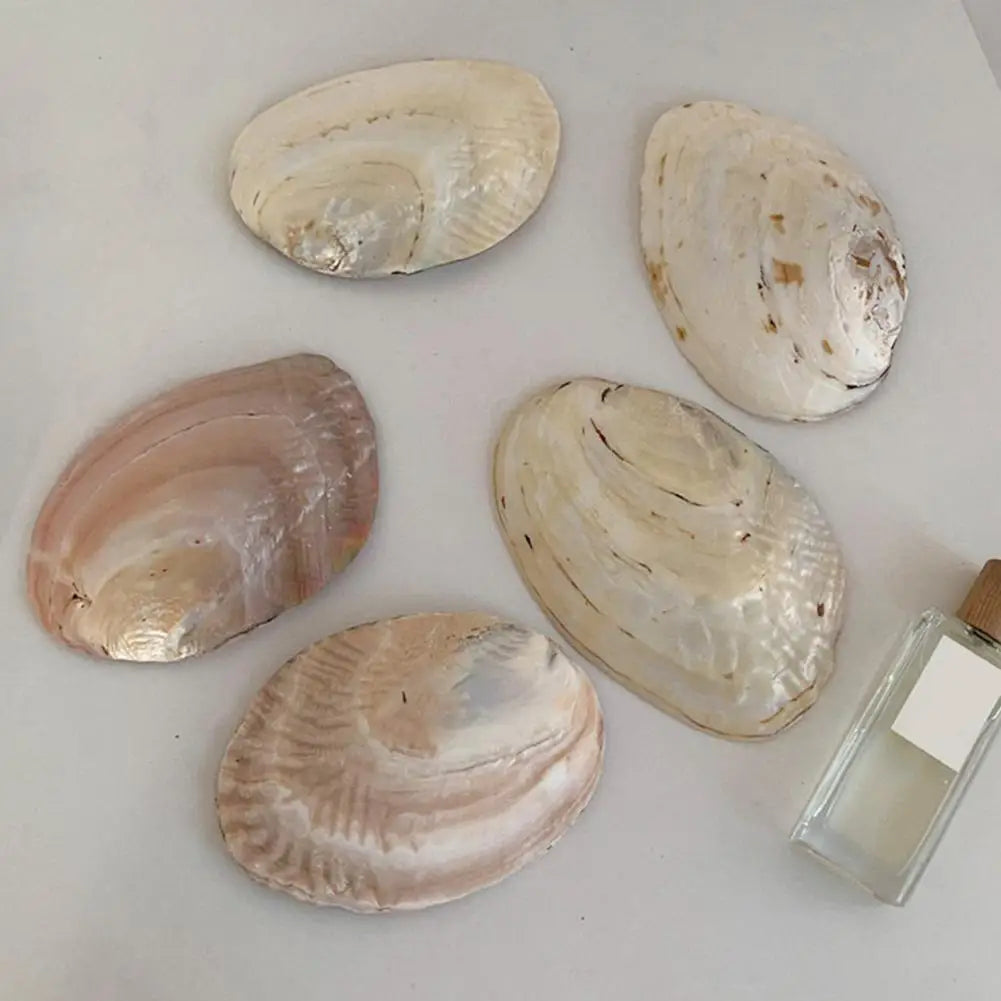 Natural Shell Dish