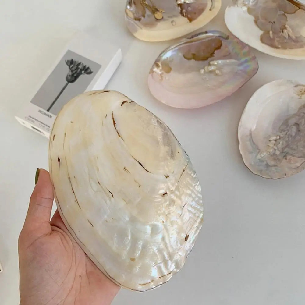 Natural Shell Dish