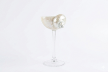 Conch Shell Wine, Champagne & Cocktail Glass
