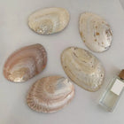 Natural Shell Dish