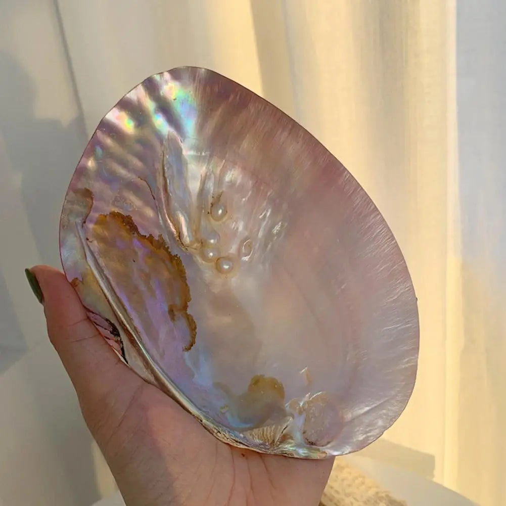Natural Shell Dish
