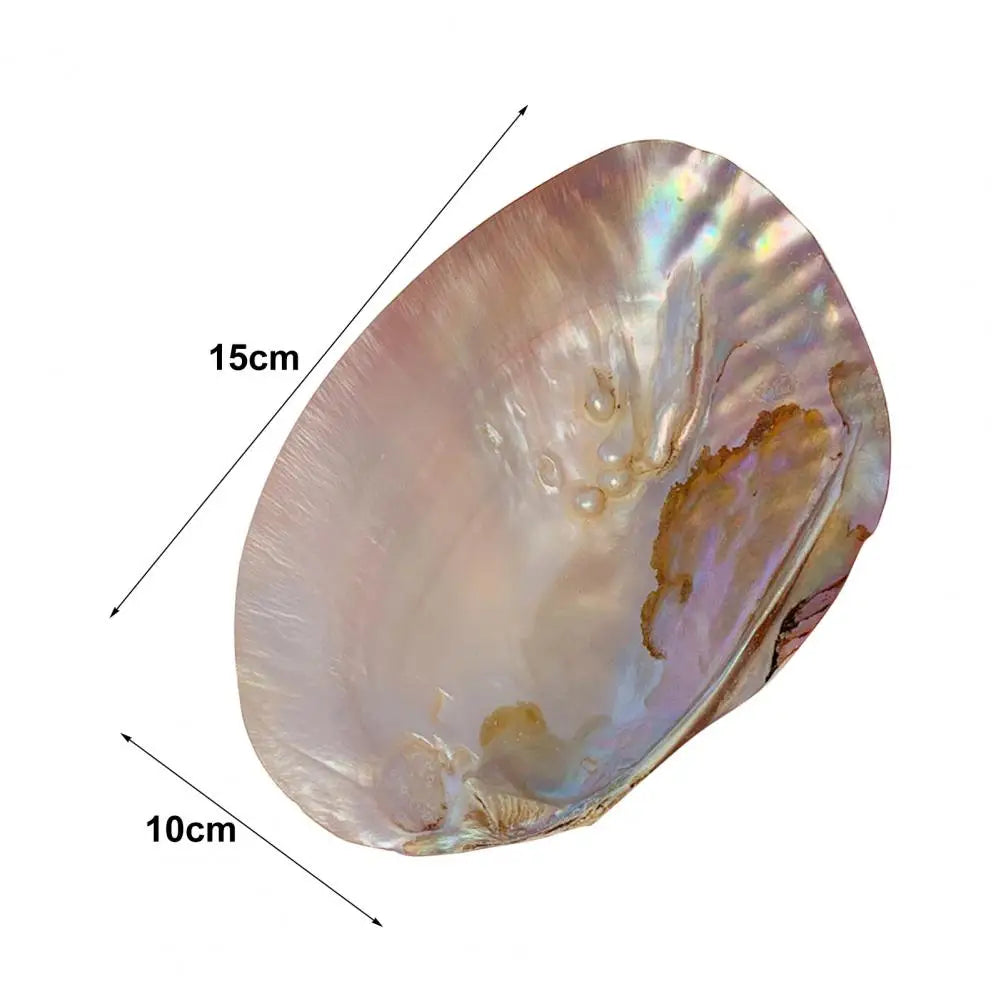 Natural Shell Dish