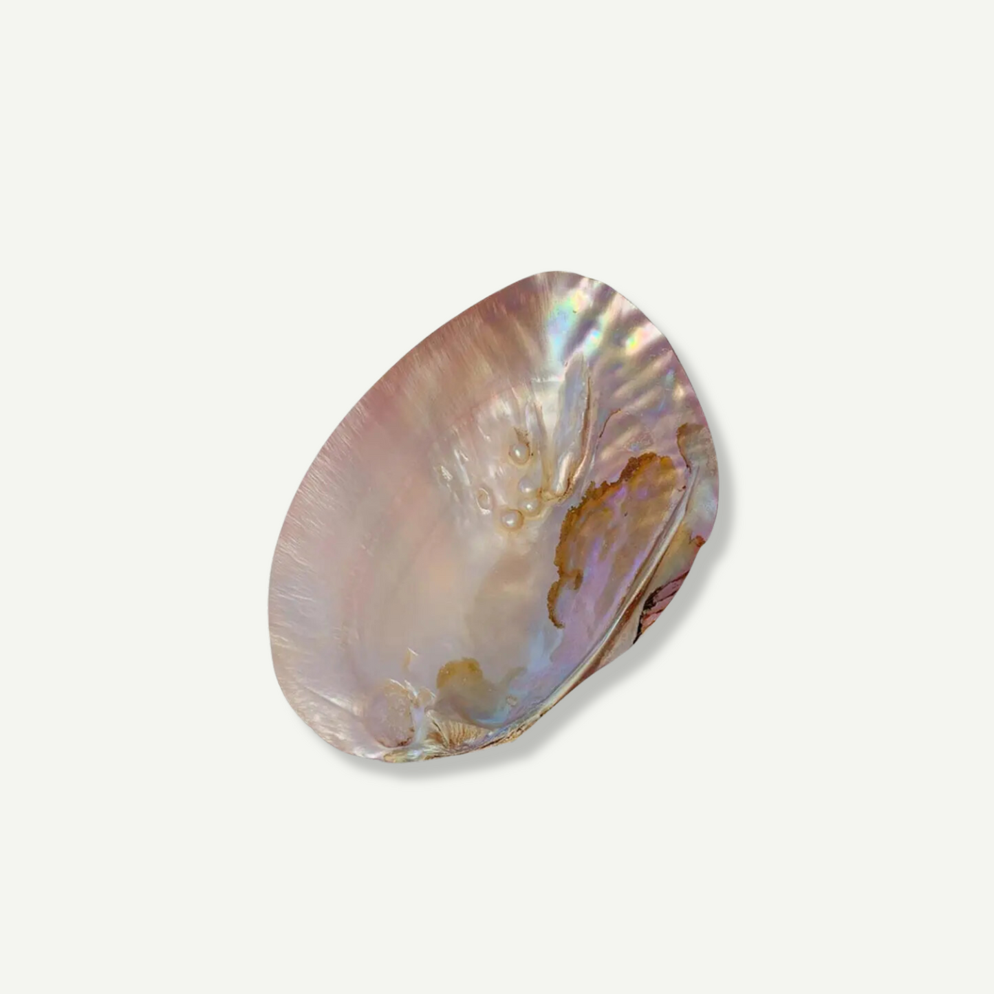 Natural Shell Dish