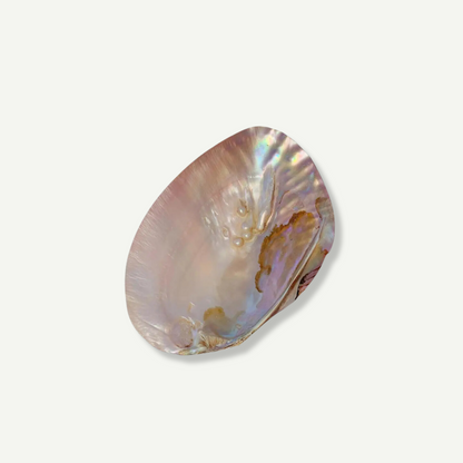 Natural Shell Dish