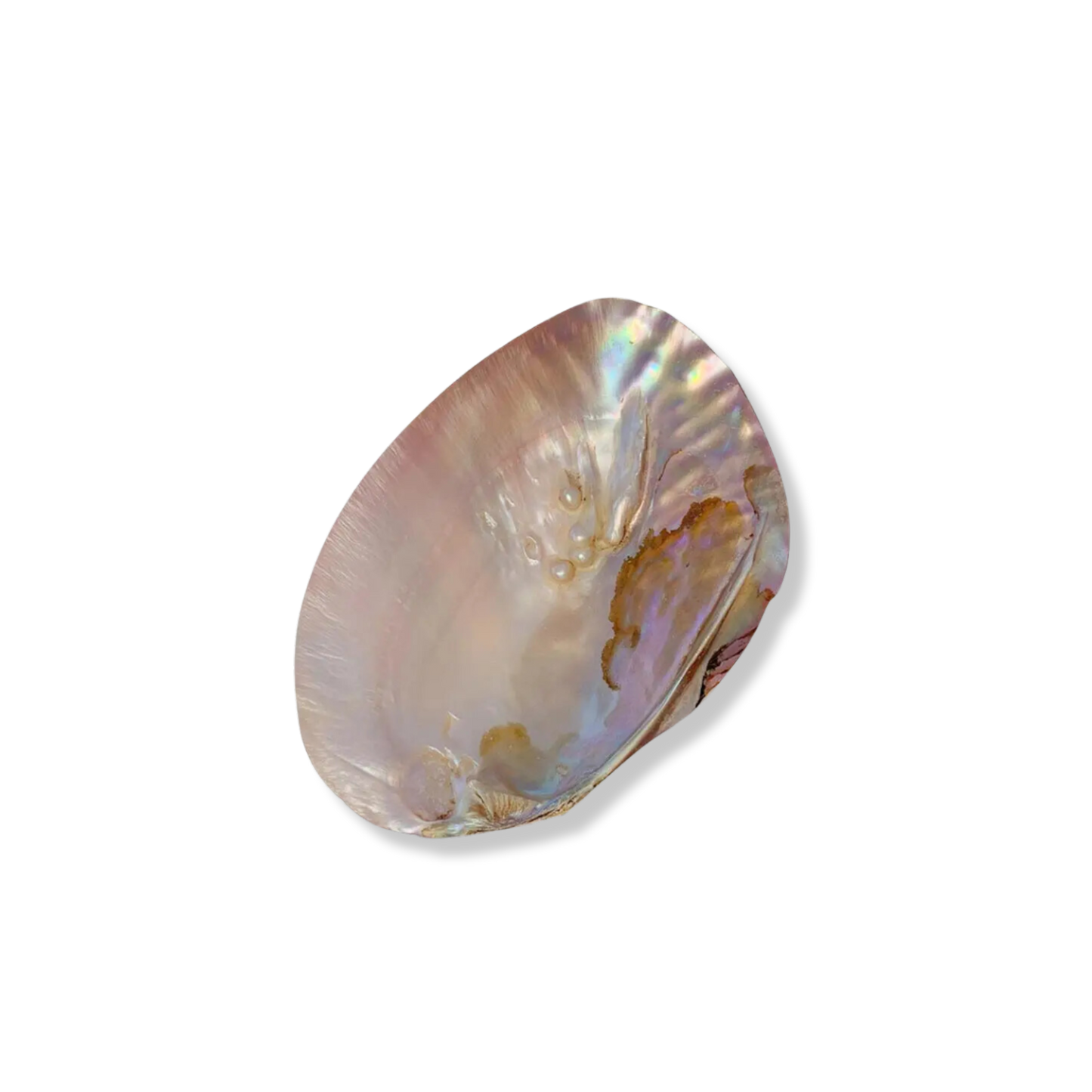 Natural Shell Dish