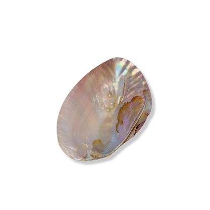 Natural Shell Dish