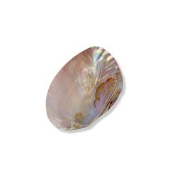 Natural Shell Dish